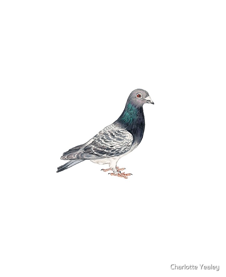 How to Draw a Pigeon - Really Easy Drawing Tutorial