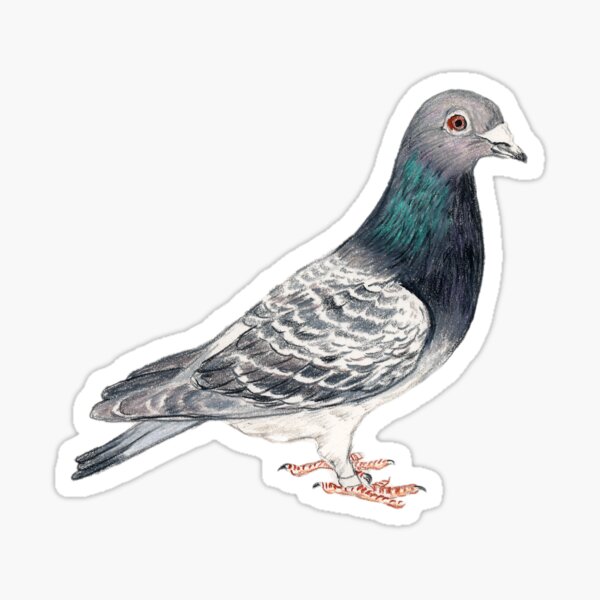 Carrier Pigeon Bird Art Drawing Sticker