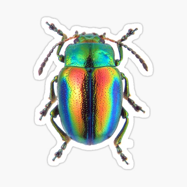 Item preview, LEAF BEETLE BUG (showing iridescence) Chrysolina fastuosa  designed and sold by MorningFive.