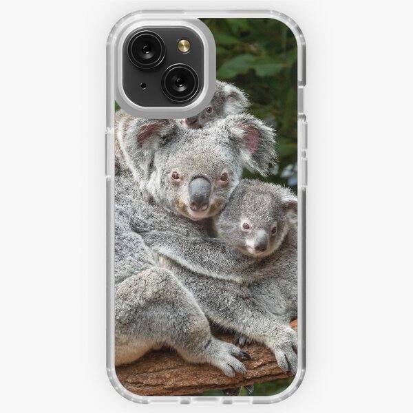 Koala and Eucalyptus