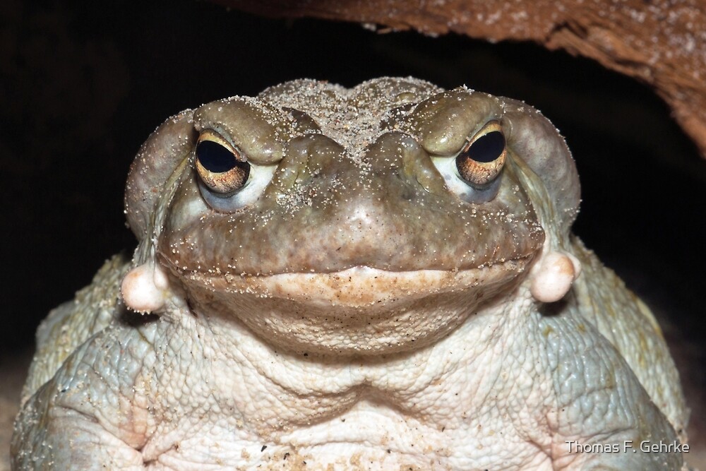 Colorado River Toad By Thomas F Gehrke Redbubble   Flat,1000x1000,075,f.u4 