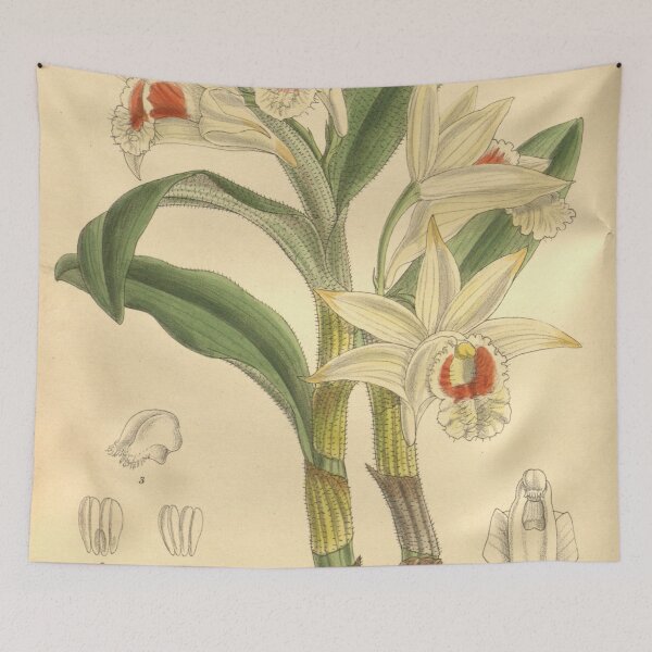 Item preview, Dendrobium williamsonii designed and sold by EsotericBotanic.