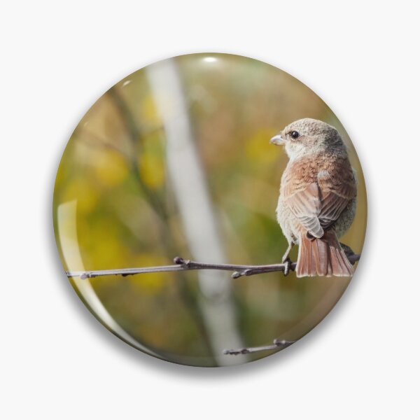 Item preview, The colors of fall are creeping in. Red-backed shrike designed and sold by Jouko Lehto Photography.