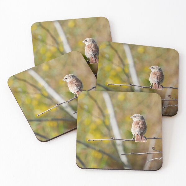 Item preview, The colors of fall are creeping in. Red-backed shrike designed and sold by Jouko Lehto Photography.