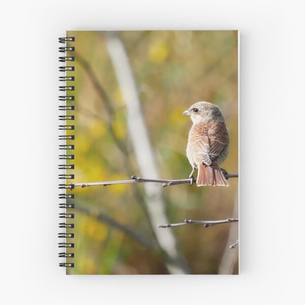 Item preview, The colors of fall are creeping in. Red-backed shrike designed and sold by Jouko Lehto Photography.