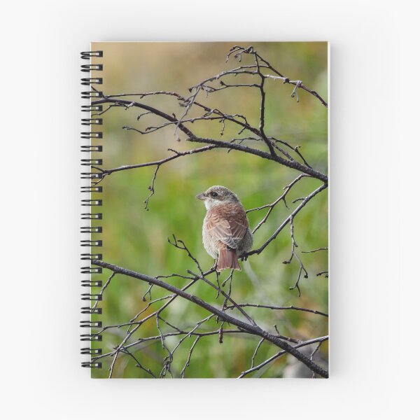 Item preview, Still so young. Red-backed shrike designed and sold by Jouko Lehto Photography.