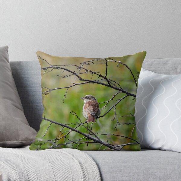 Item preview, Still so young. Red-backed shrike designed and sold by Jouko Lehto Photography.