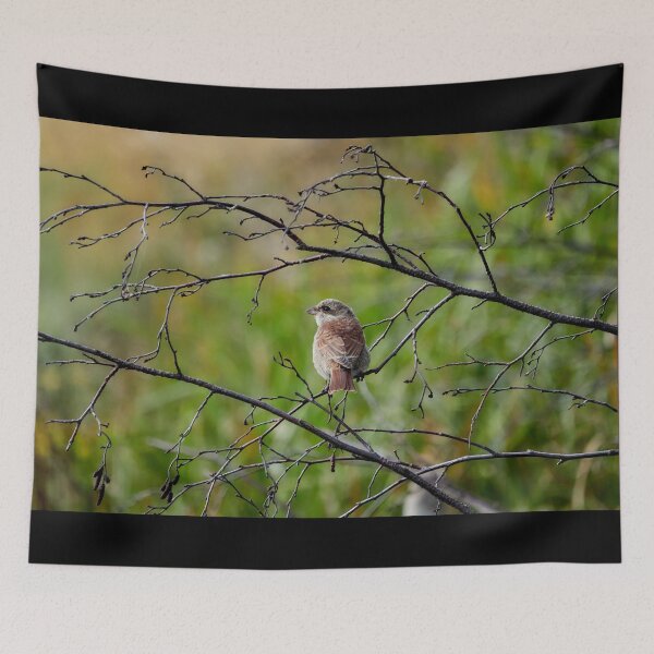 Item preview, Still so young. Red-backed shrike designed and sold by Jouko Lehto Photography.