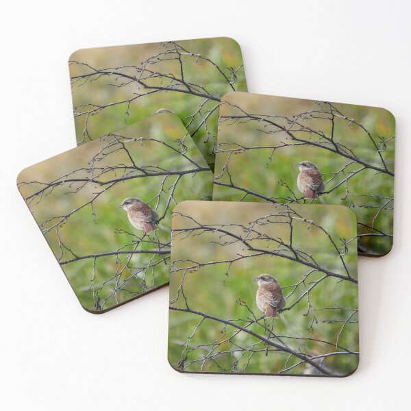 Item preview, Still so young. Red-backed shrike designed and sold by Jouko Lehto Photography.