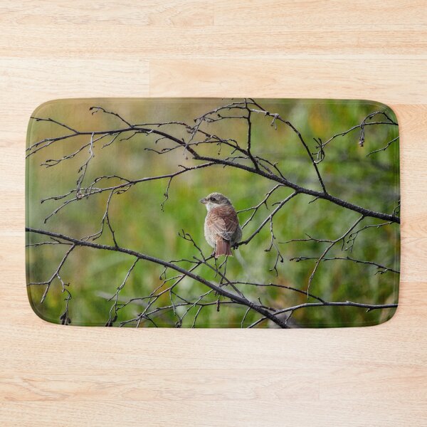 Item preview, Still so young. Red-backed shrike designed and sold by Jouko Lehto Photography.