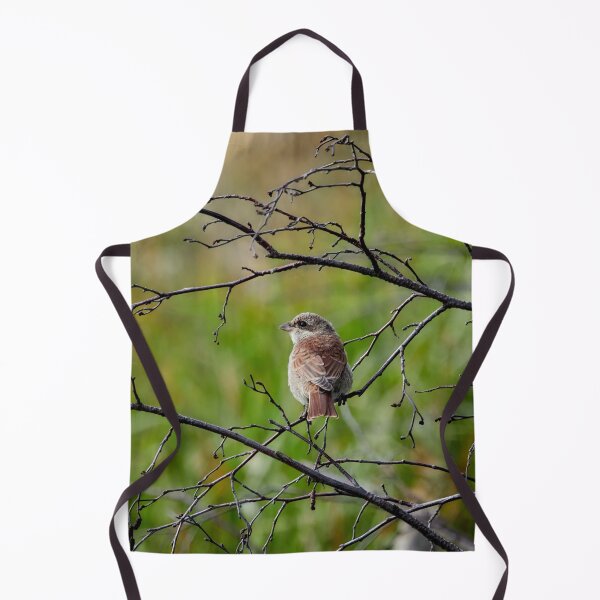 Item preview, Still so young. Red-backed shrike designed and sold by Jouko Lehto Photography.