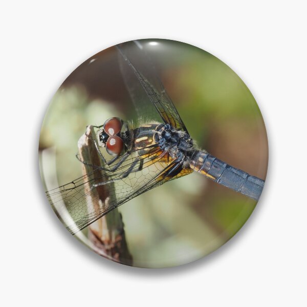 Item preview, Blue dasher dragonfly (Pachydiplax longipennis) designed and sold by SDym Photography.