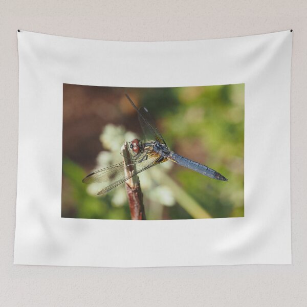 Item preview, Blue dasher dragonfly (Pachydiplax longipennis) designed and sold by SDym Photography.