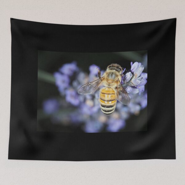 Item preview, Honey bee (Apis mellifera) gathering nectar on lavender flowers designed and sold by SDym Photography.