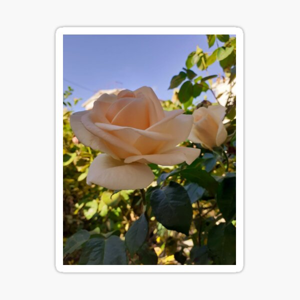 Roses Sticker