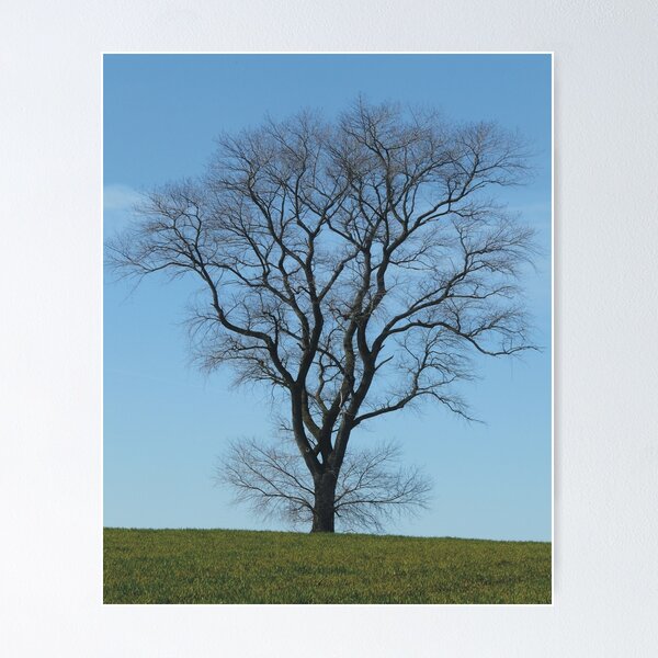 Item preview, Tree taken early spring in Yorkshire designed and sold by himmstudios.
