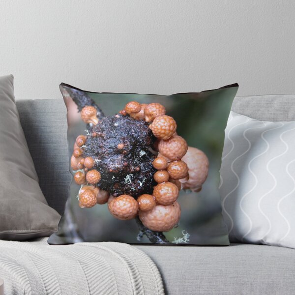 Item preview, Myrtle Beech Orange Fungi, Cradle Mountain,Tasmania, Australia. designed and sold by kaysharp.