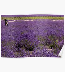 Girl in field of lavender Poster