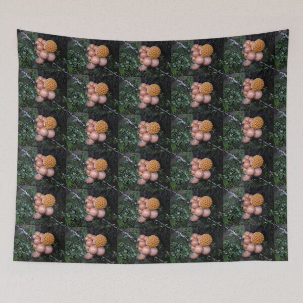 Item preview, Orange Beech Fungi, Cradle Mountain, Tasmania, Australia. designed and sold by kaysharp.