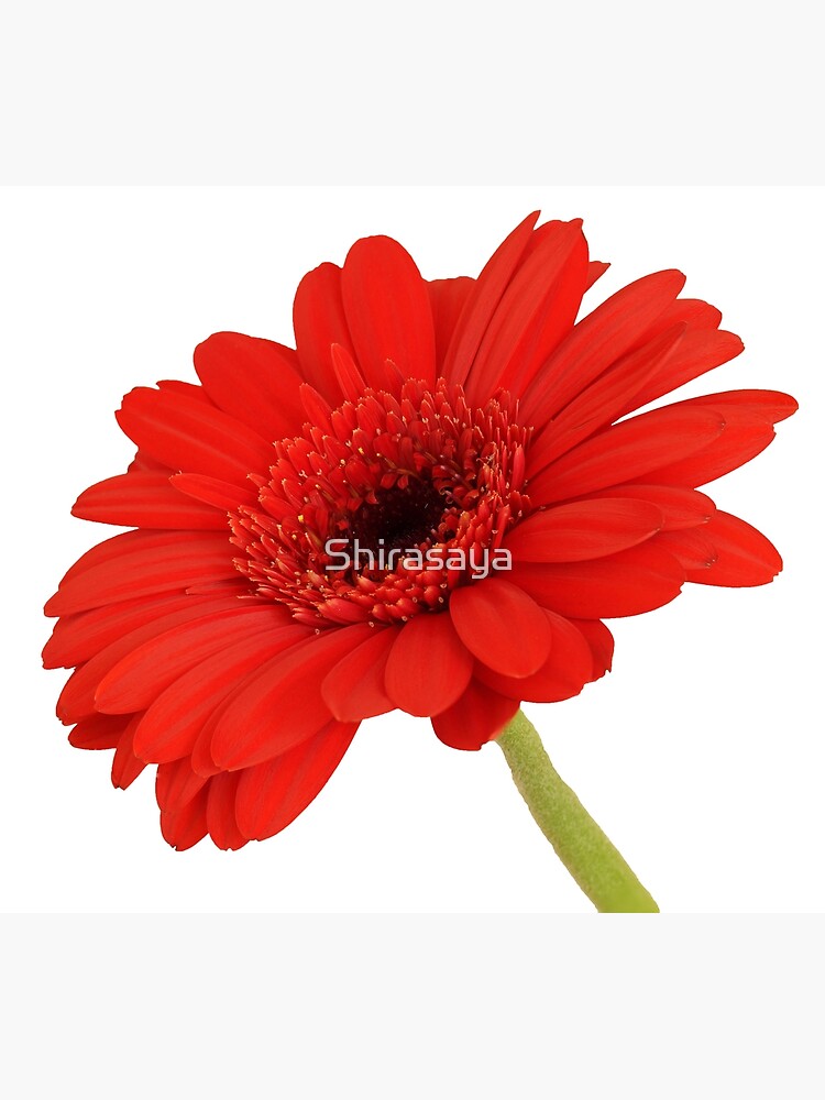 Tarjetas de felicitación «Margarita de gerbera roja» de Shirasaya |  Redbubble