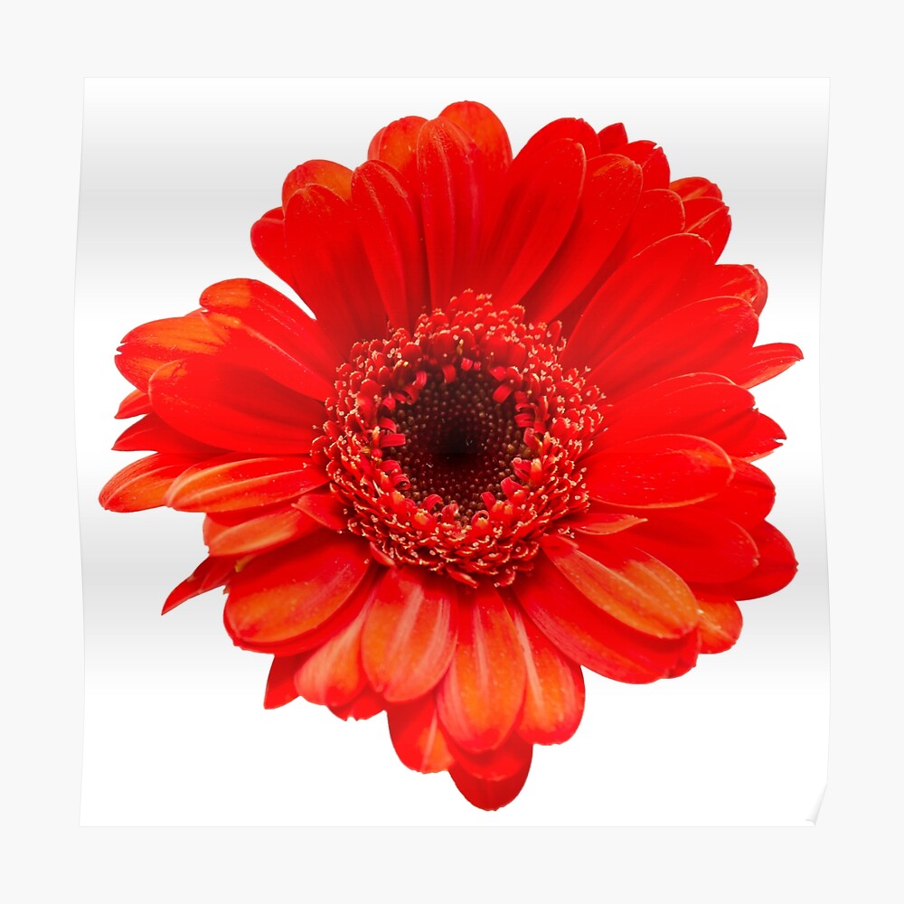 Red Gerbera Daisy Head