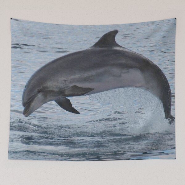 Item preview, Bottlenose dolphin designed and sold by chloeyzoard.