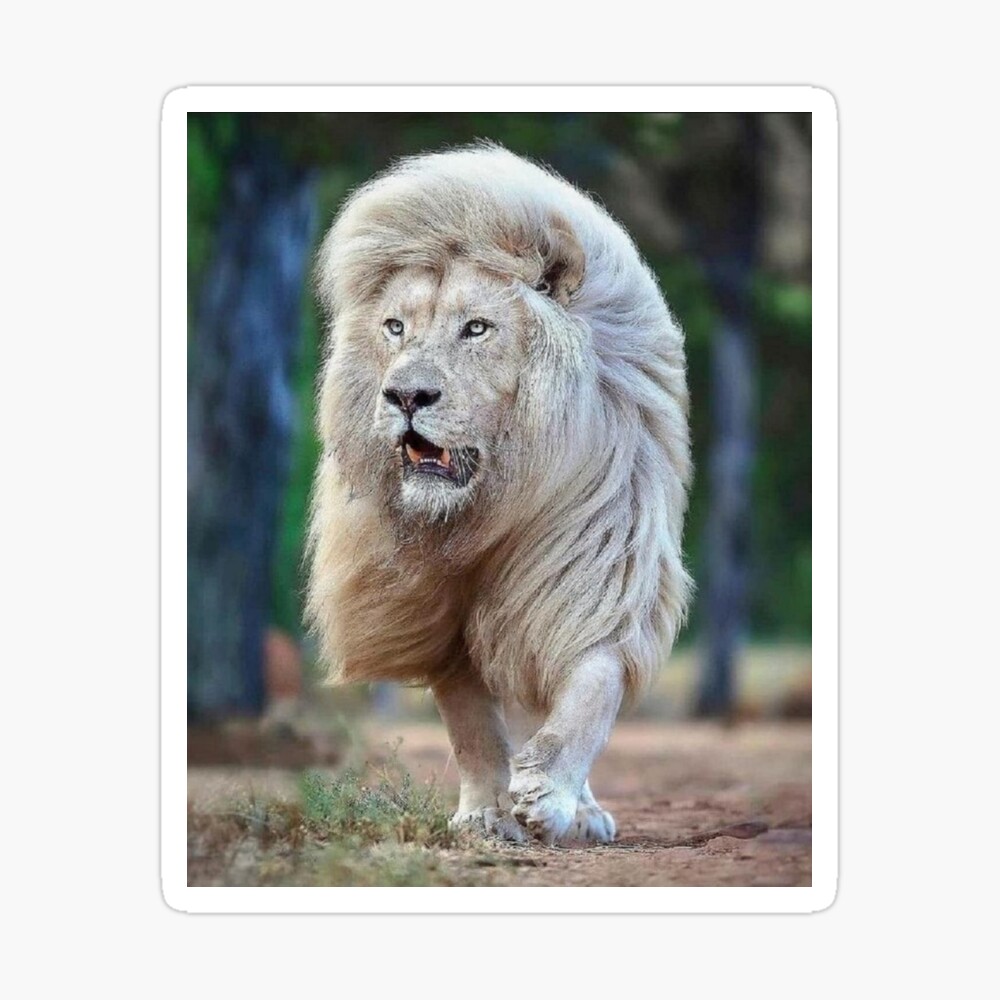 lion wallpaper art lion wallpaper art