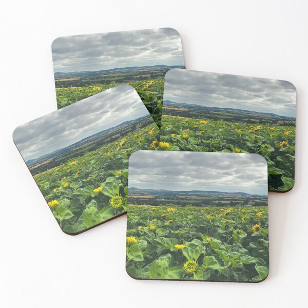 Item preview, Sunflower Panorama designed and sold by Murphotography.