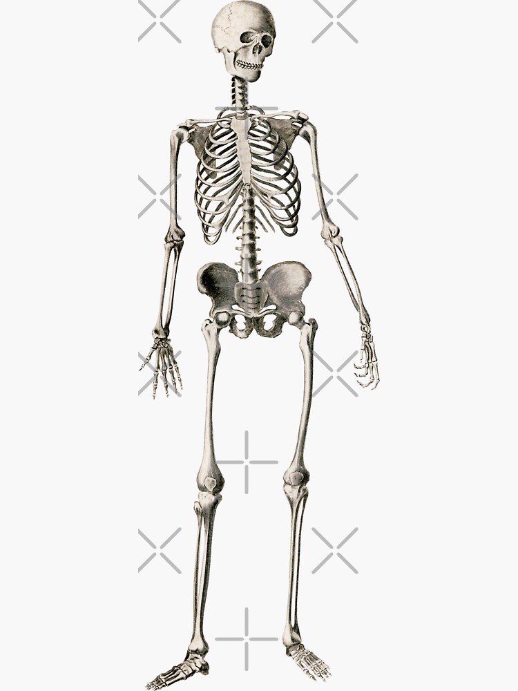 "Vintage Skeleton" Sticker For Sale By Sunprintdesign | Redbubble