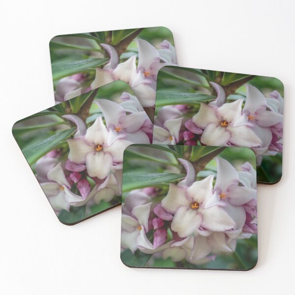 Item preview, Perfume Princess Daphne Blooming designed and sold by justmylup.