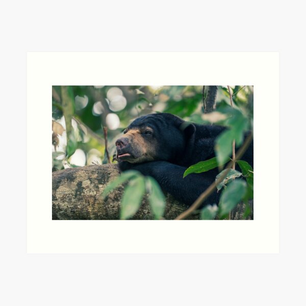 Chilling Sun Bear | Tropical Forest | Wild Animal Art Print