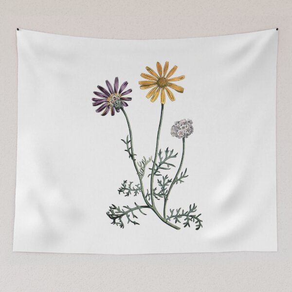 Item preview, Sydenham Edwards: Ursinia anthemoides designed and sold by antaltamas89.