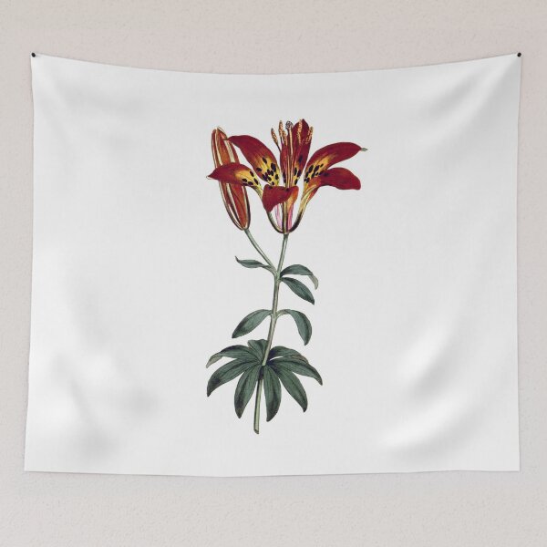 Item preview, Sydenham Edwards: Philadelphia Lily designed and sold by antaltamas89.
