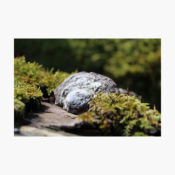 Item preview, Polypore with moss designed and sold by elvirahphoto.