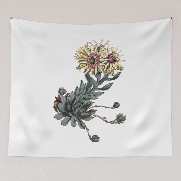 Item preview, Sydenham Edwards: Jovibarba globifera designed and sold by antaltamas89.