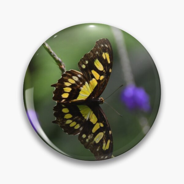 Item preview, Malachite butterfly (Siproeta stelenes) designed and sold by Poete100.