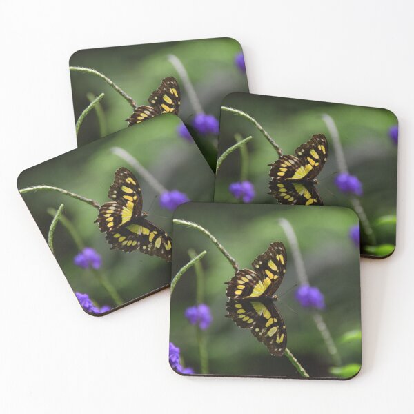 Item preview, Malachite butterfly (Siproeta stelenes) designed and sold by Poete100.
