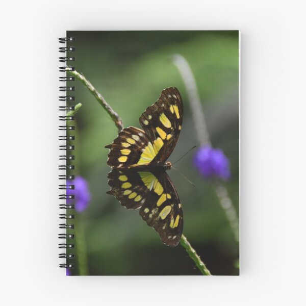 Item preview, Malachite butterfly (Siproeta stelenes) designed and sold by Poete100.