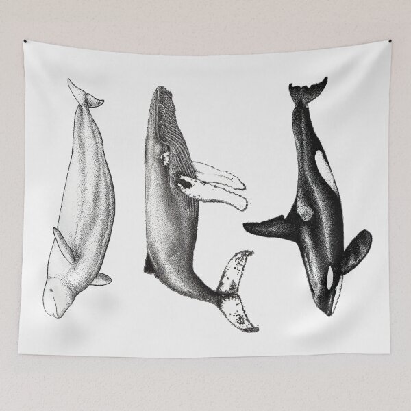 Item preview, Beluga, orca and humpback whale ink illustrations designed and sold by chloeyzoard.