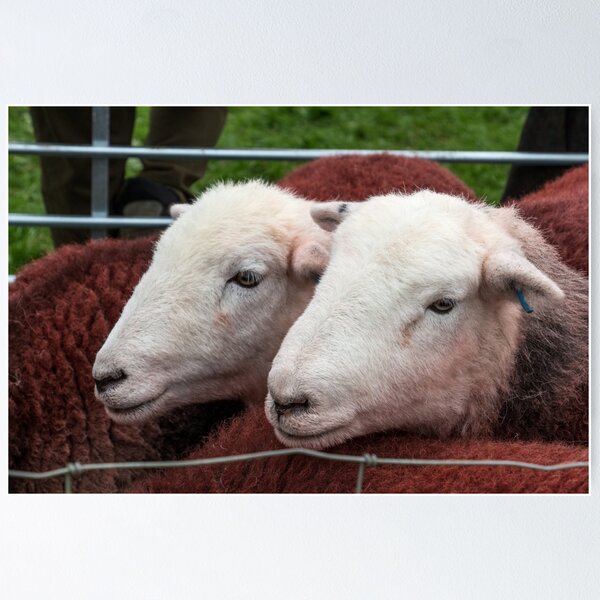 Item preview, Herdwick sheep designed and sold by CallyM.