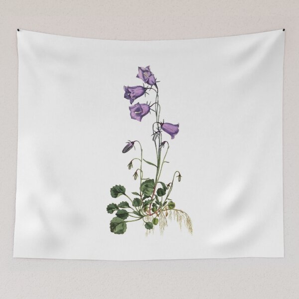 Item preview, Sydenham Edwards: Peach-Leaved Bellflower designed and sold by antaltamas89.