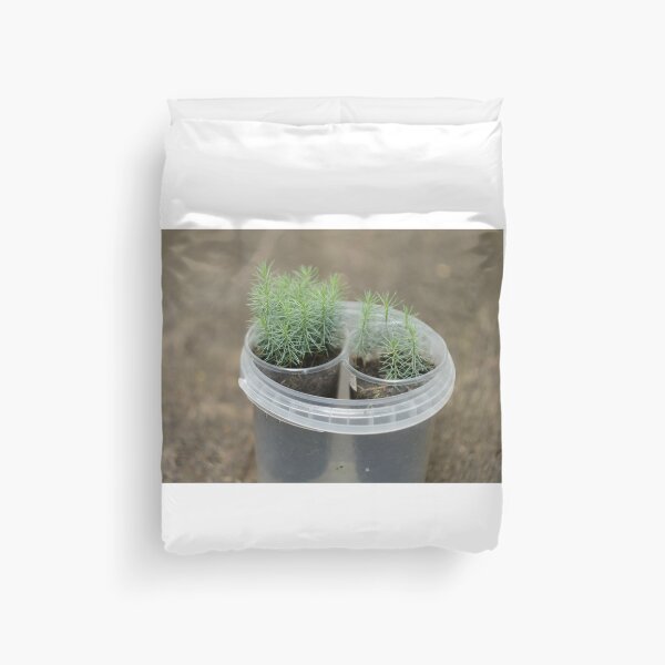 Item preview, small green pine seedlings in pots designed and sold by mrivserg.