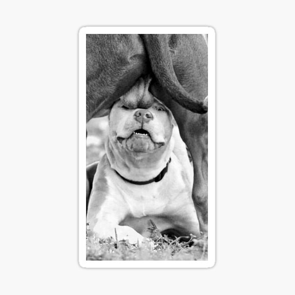 "Black and white dog life" Sticker for Sale by Richardkazar23 Redbubble