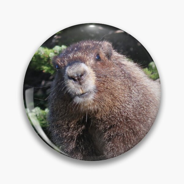 Item preview, Hoary Marmot designed and sold by Adam Clauson.