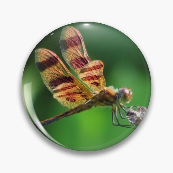 Item preview, Orange Dragonfly Perched on Dried Flower - The Vicskburg Collection designed and sold by Sam Morrison.