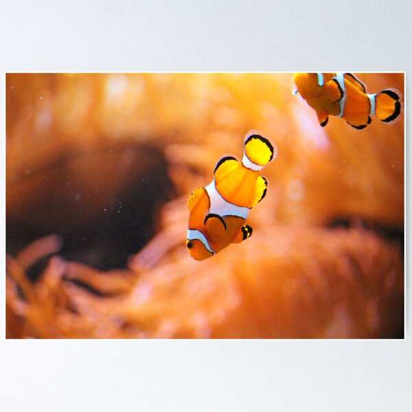 Aperçu de l'œuvre Poisson clown créée et vendue par StephLathClark.