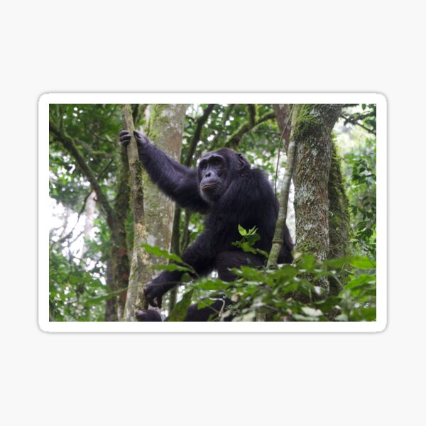 Chimpanzee in Kibaei Forest National Park, Uganda Sticker