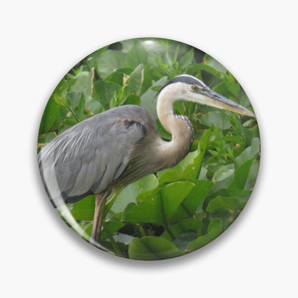 Item preview, Great Blue Heron Fishing Amongst Lily Pads designed and sold by Sam Morrison.