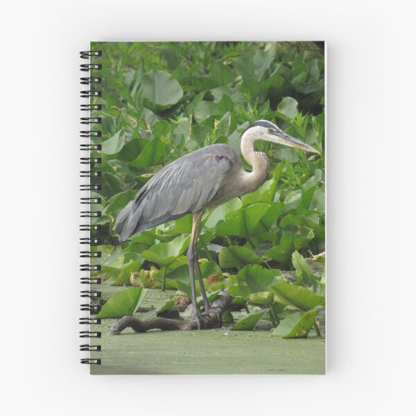 Item preview, Great Blue Heron Fishing Amongst Lily Pads designed and sold by Sam Morrison.