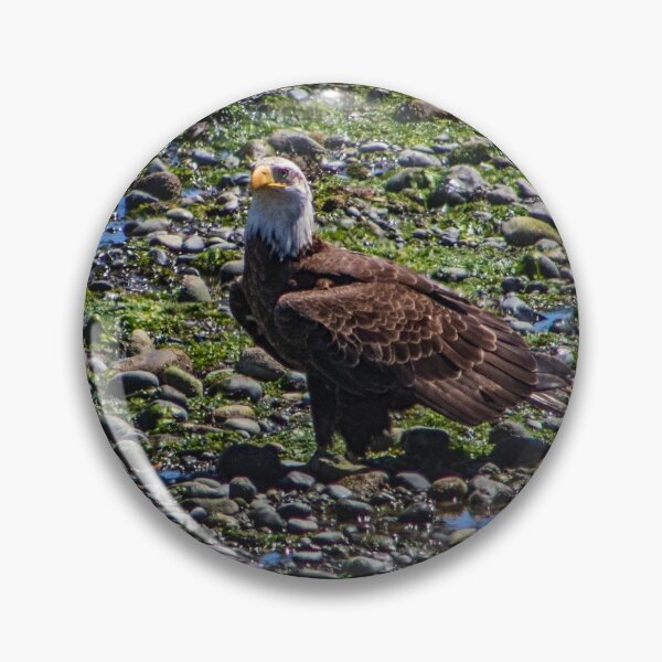 Item preview, Eagle sitting on the beach designed and sold by JDCapson.